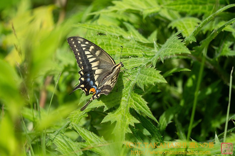 ../Images/7R240728 (165).jpg